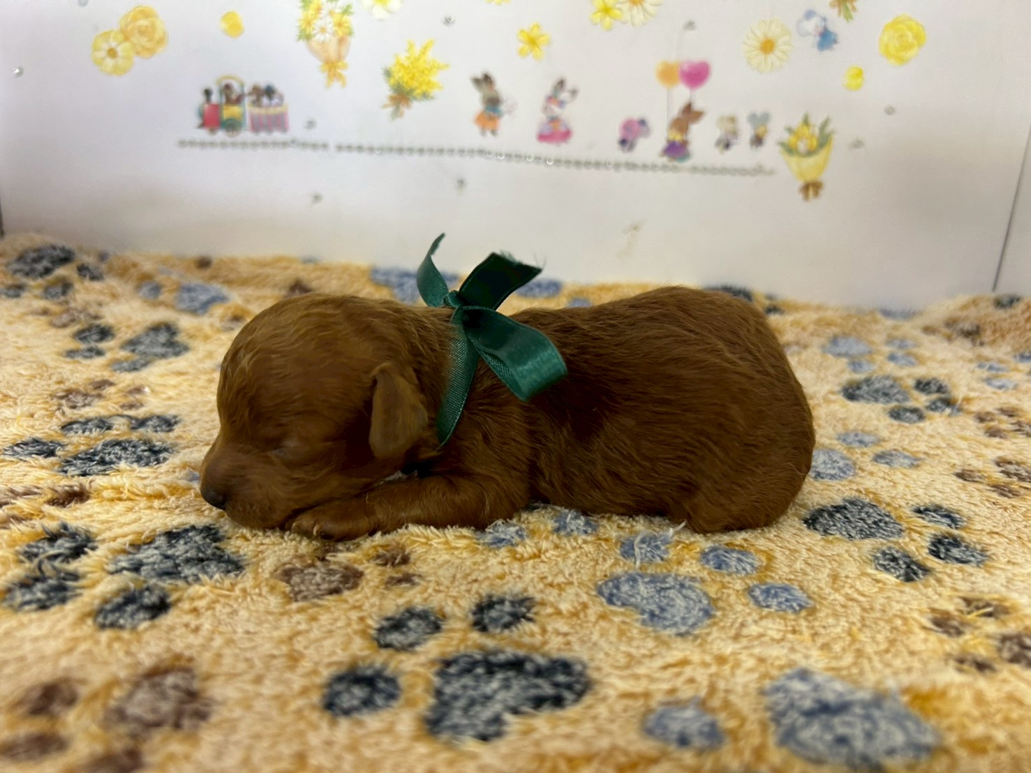 赤ちゃん写真1-2