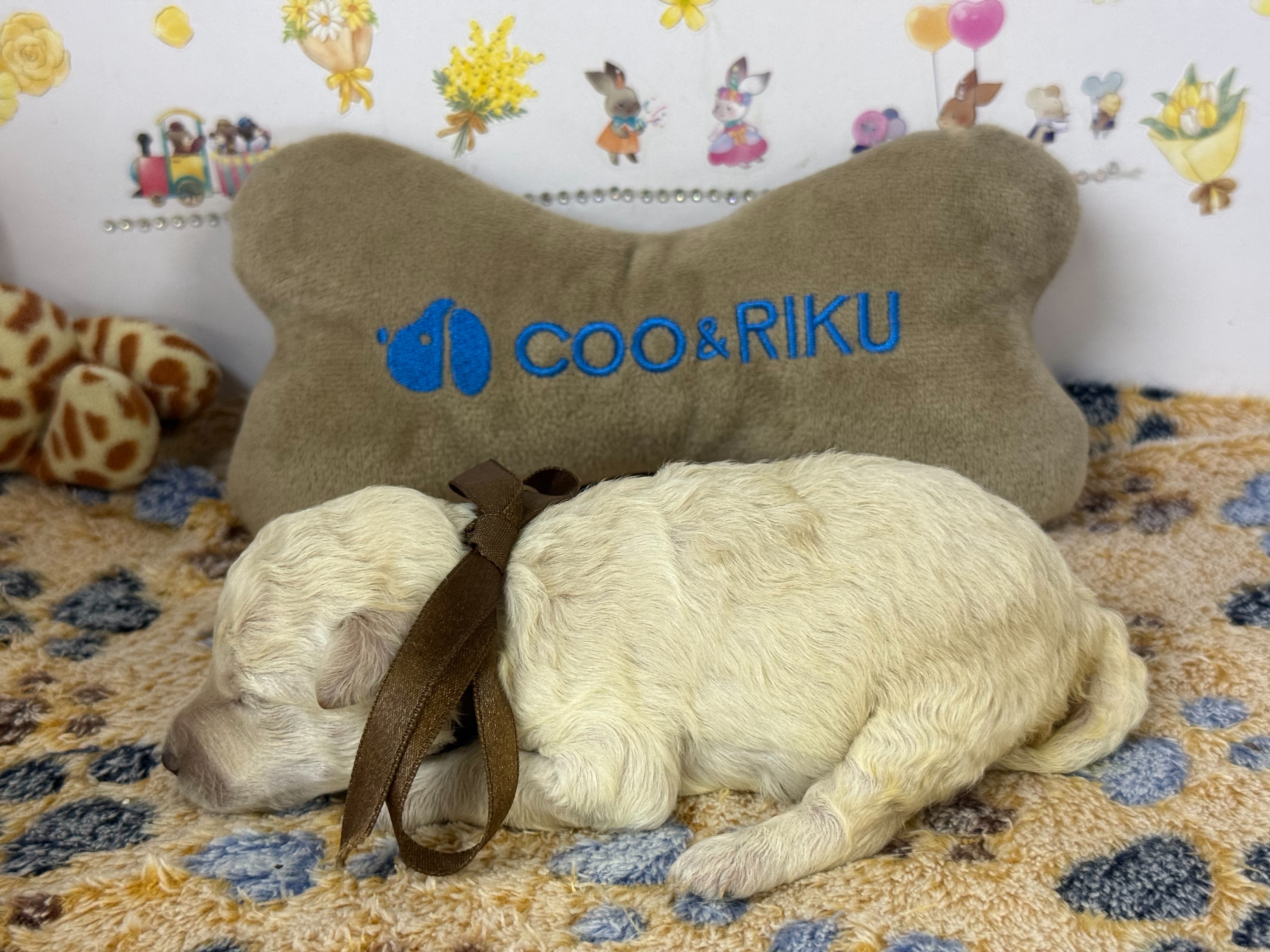 赤ちゃん写真1-2