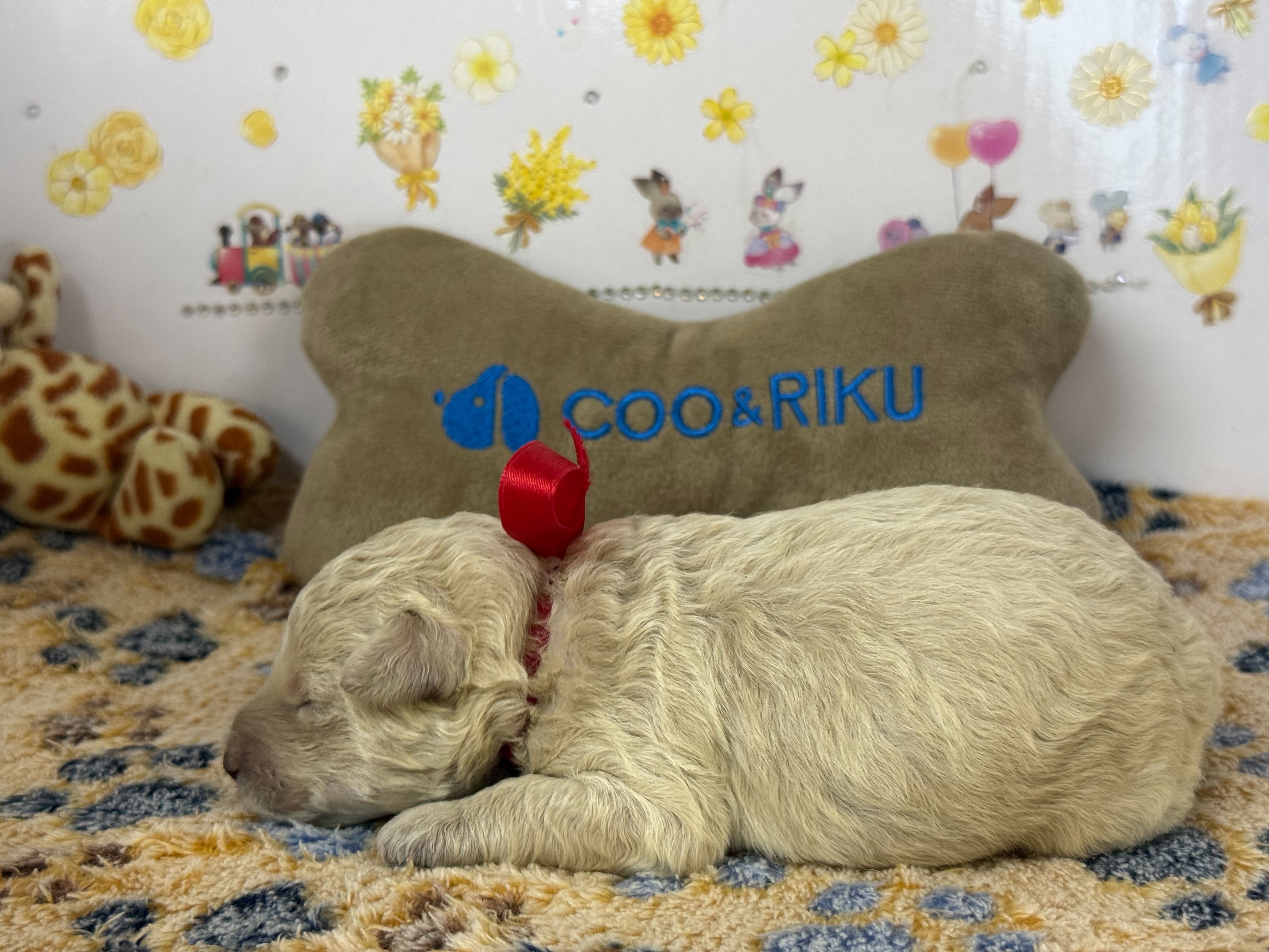 赤ちゃん写真1-2