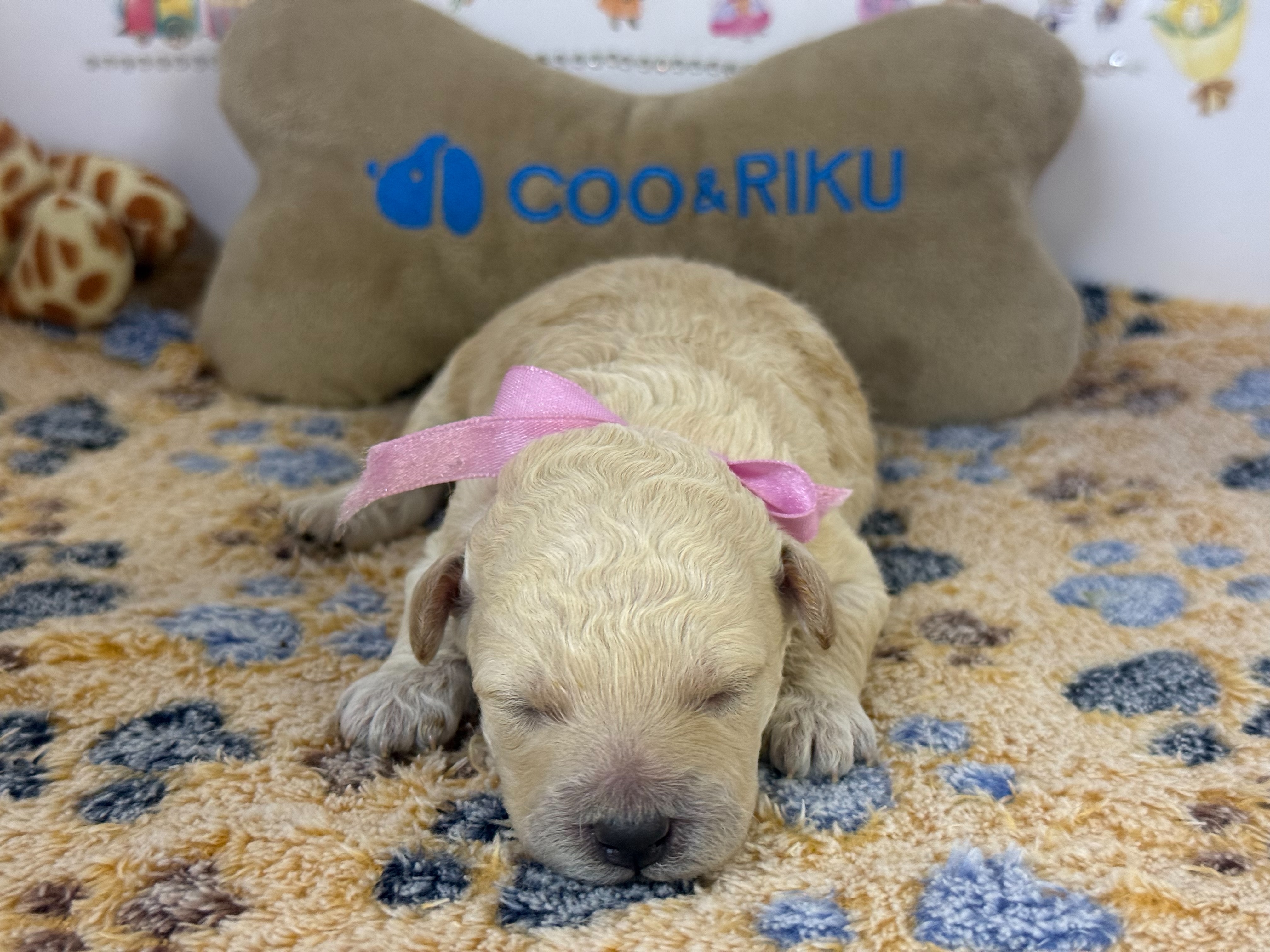 赤ちゃん写真1-1