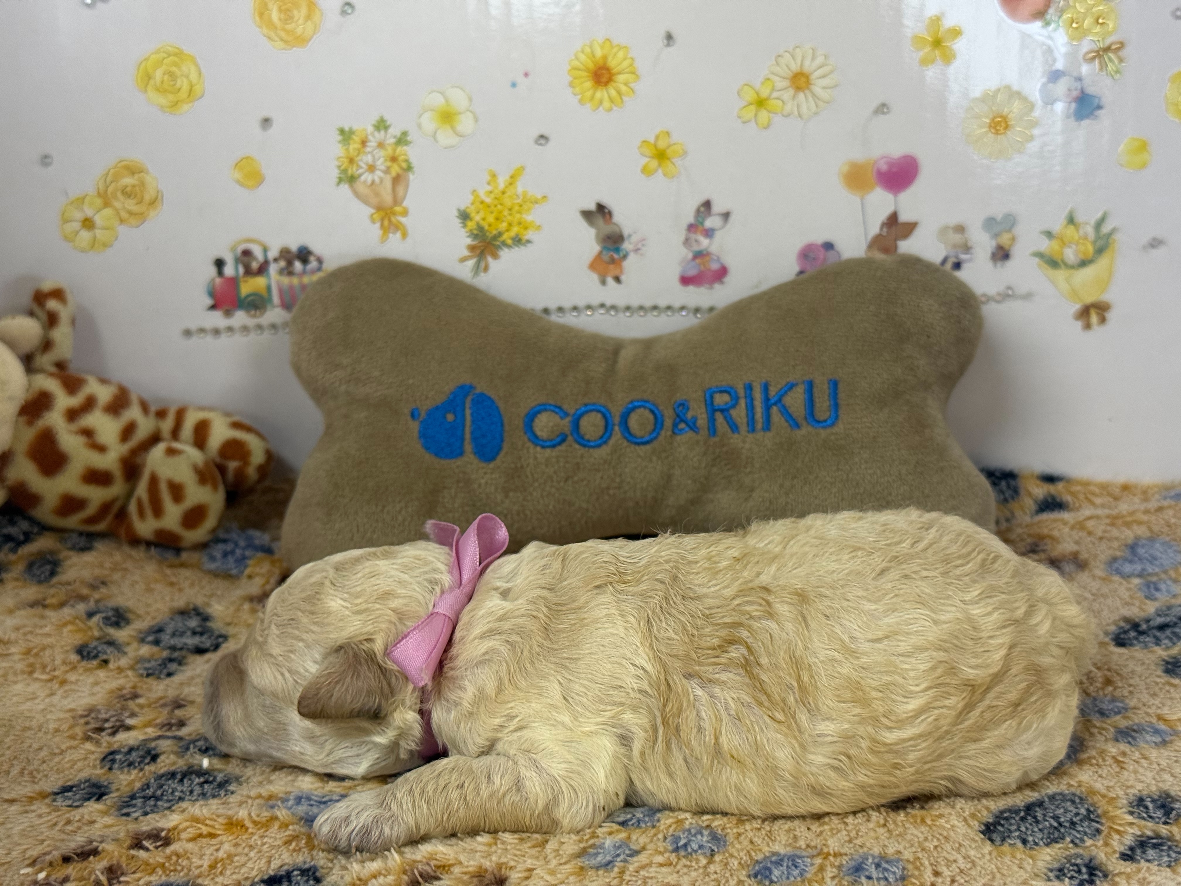 赤ちゃん写真1-2