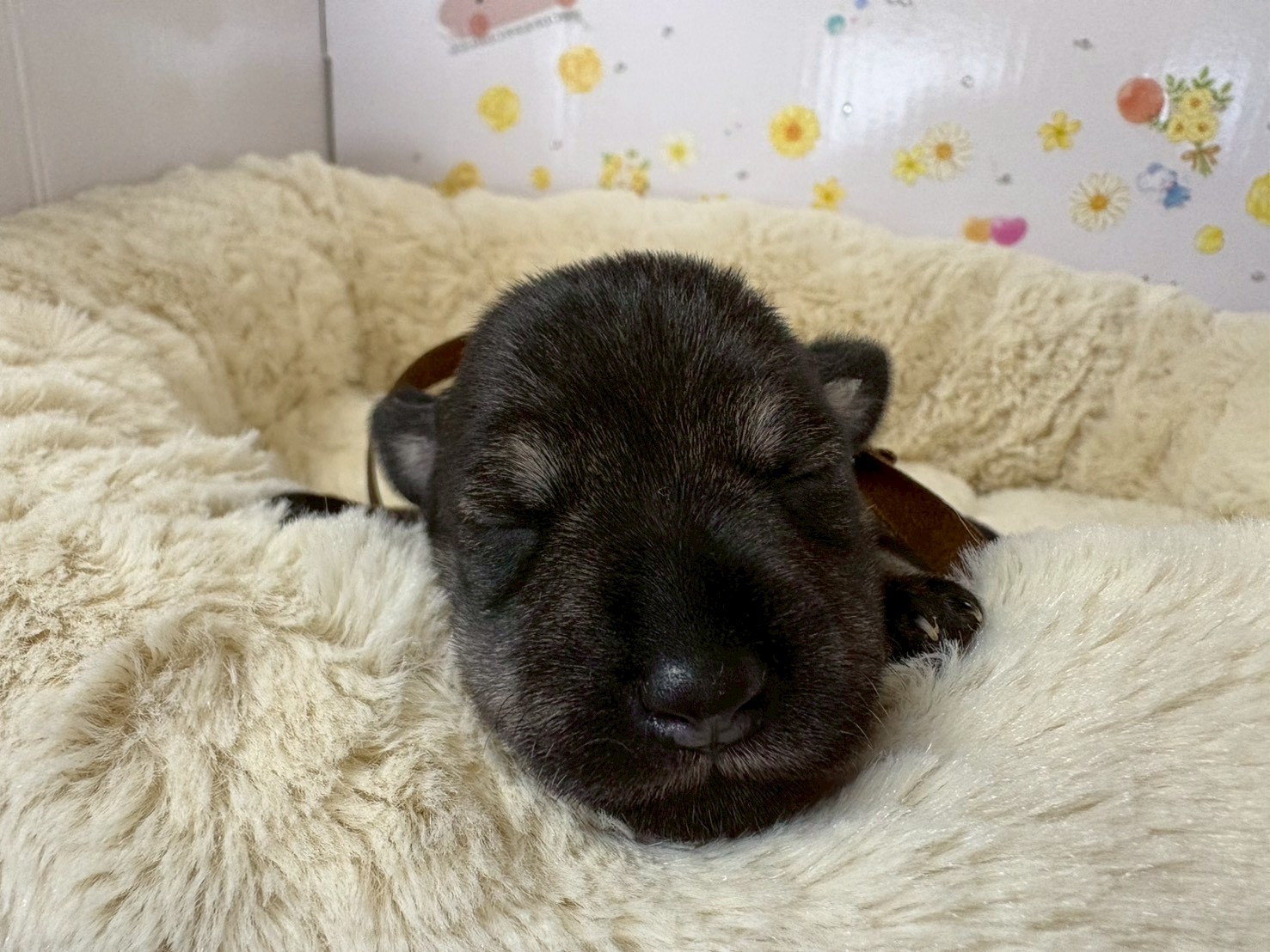 ミニチュア・シュナウザー