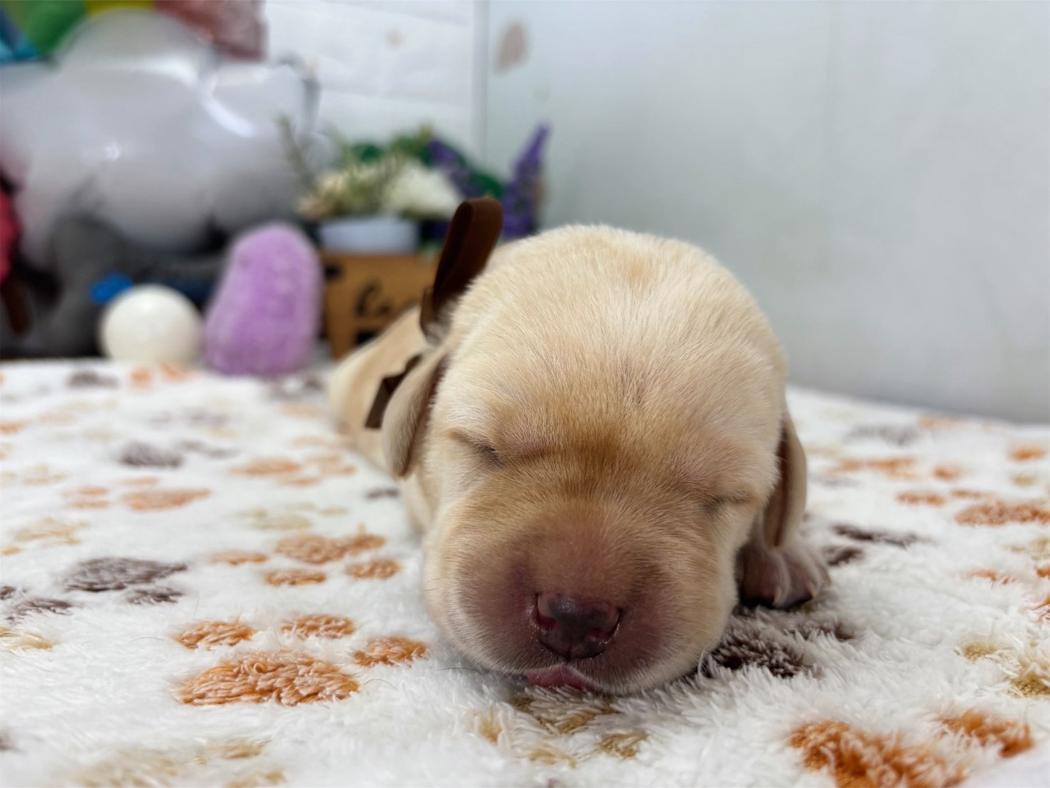 赤ちゃん写真1-1
