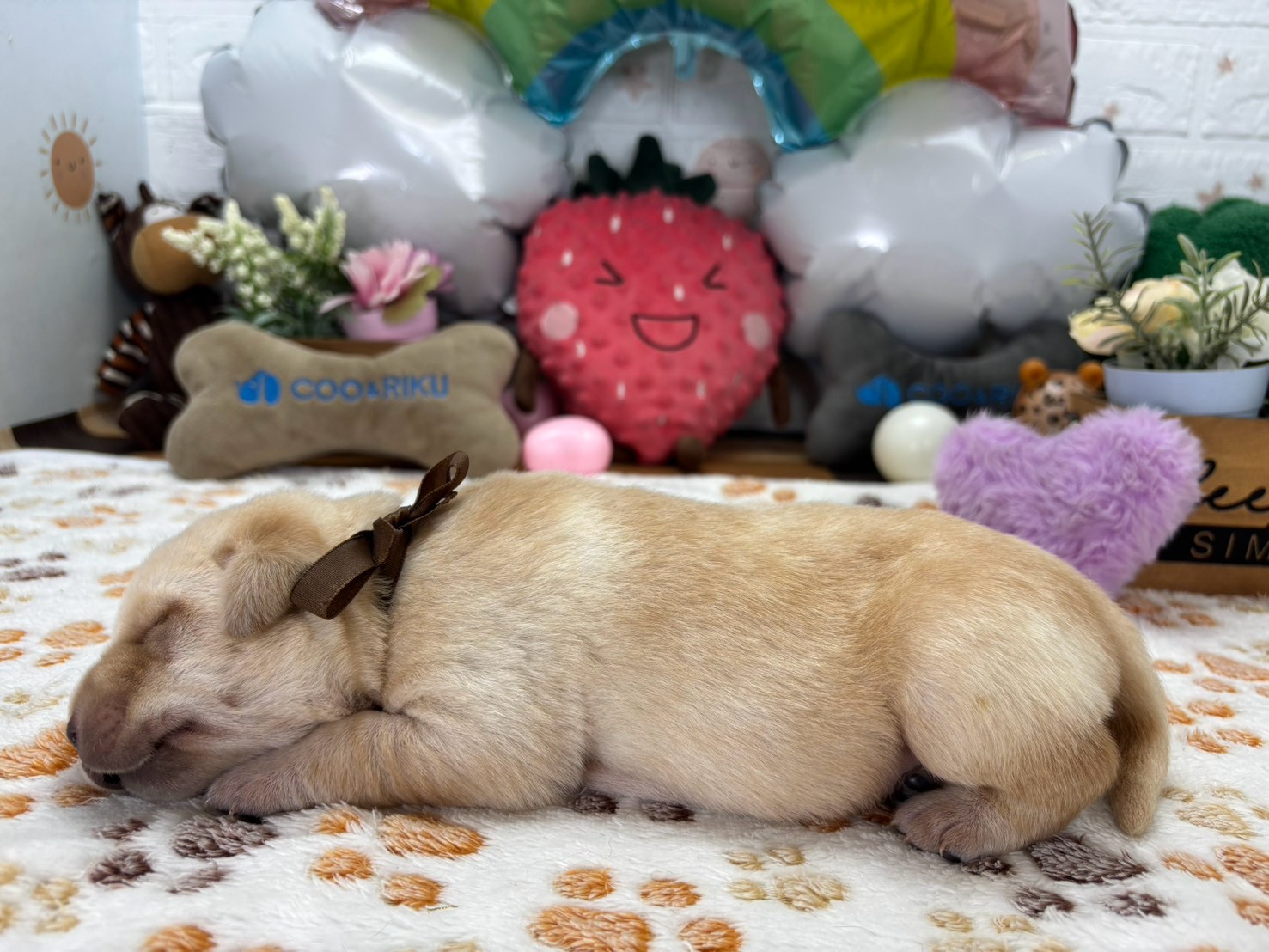 赤ちゃん写真1-2