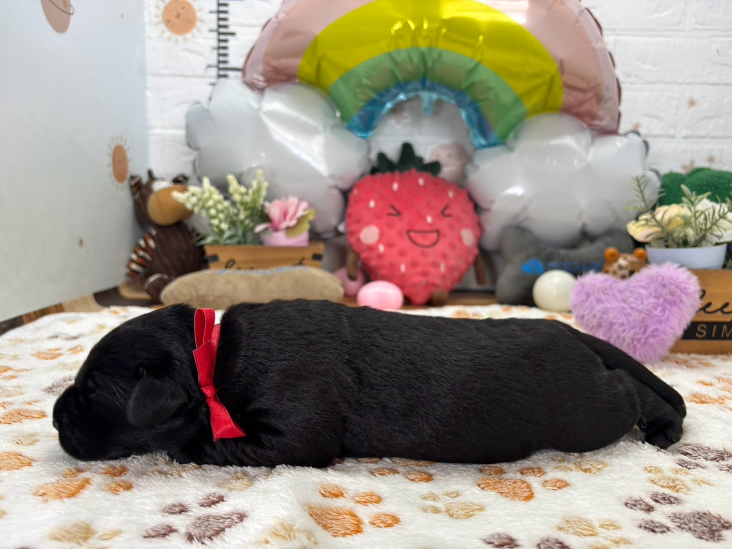 赤ちゃん写真1-2