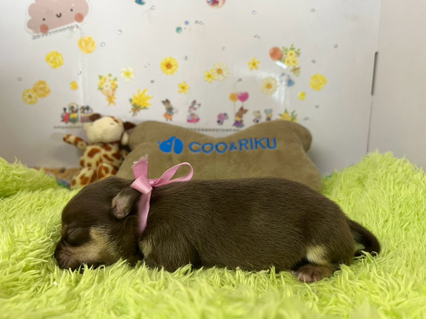 赤ちゃん写真1-2