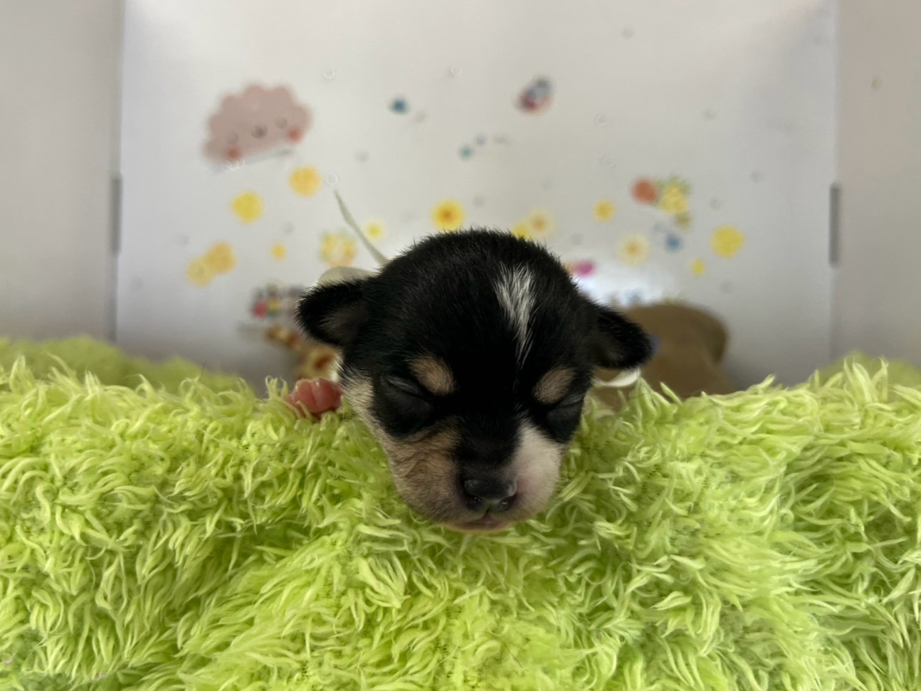 赤ちゃん写真1-1