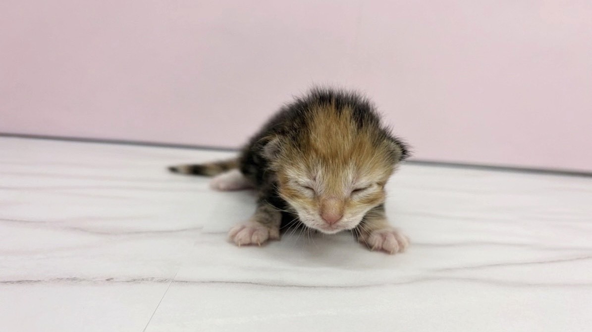 赤ちゃん写真1-1