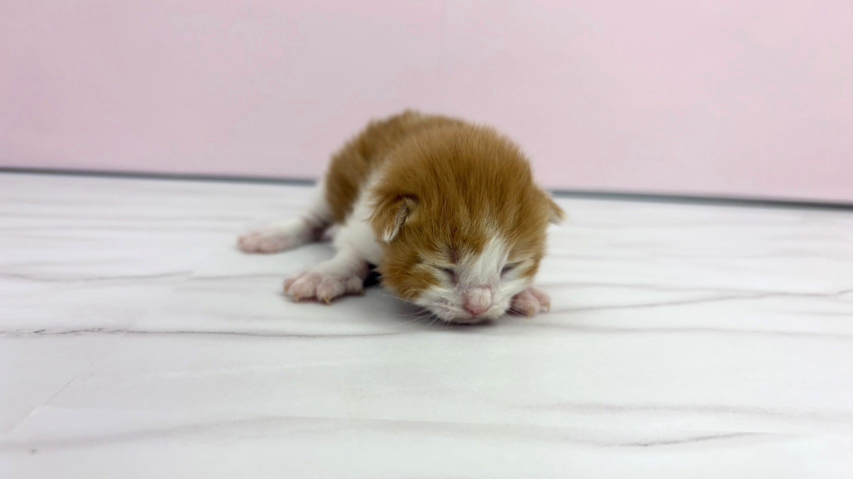 ノルウェージャン・フォレストキャット