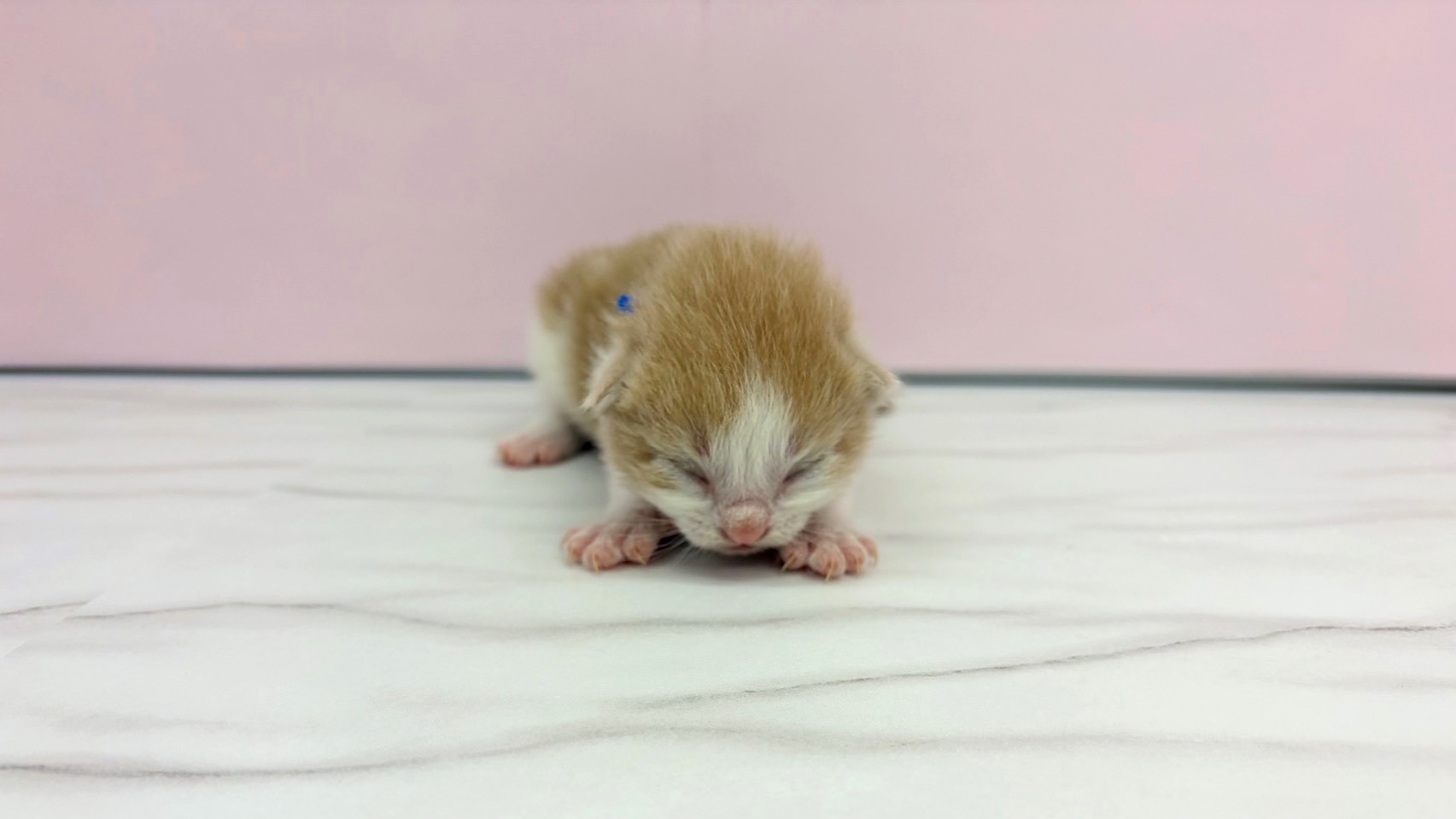 ノルウェージャン・フォレストキャット