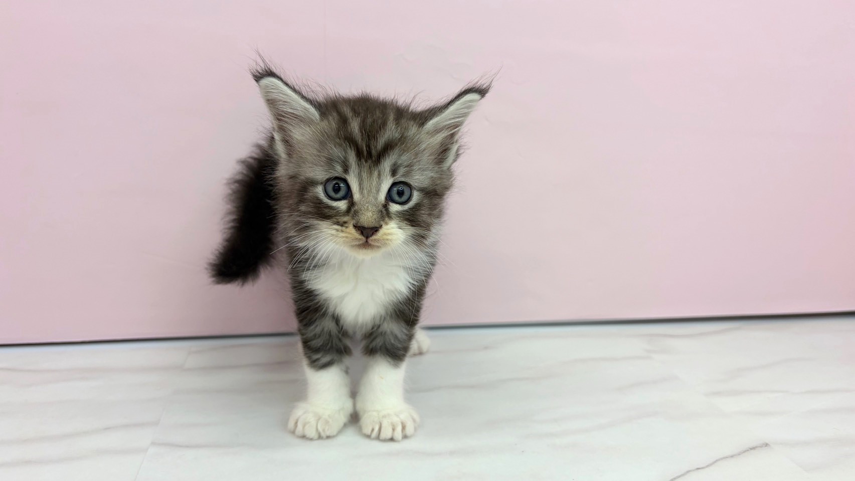 メインクーンの子猫（オス♂） 市原店 No.00769197｜ペットショップ