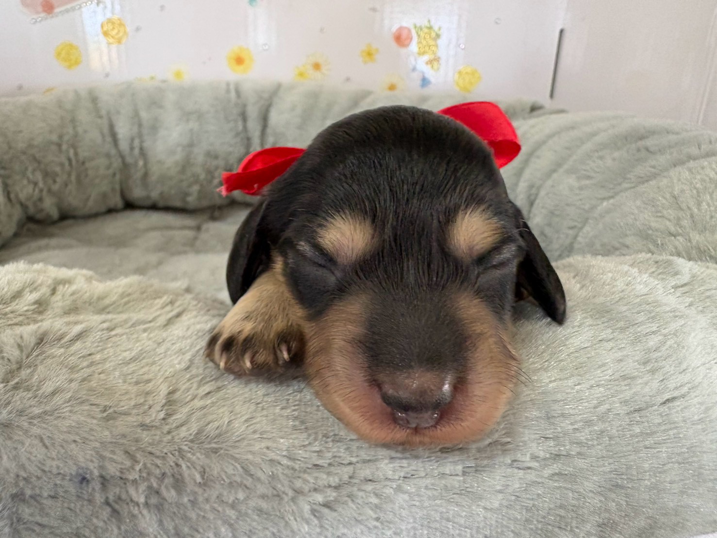 赤ちゃん写真1-1