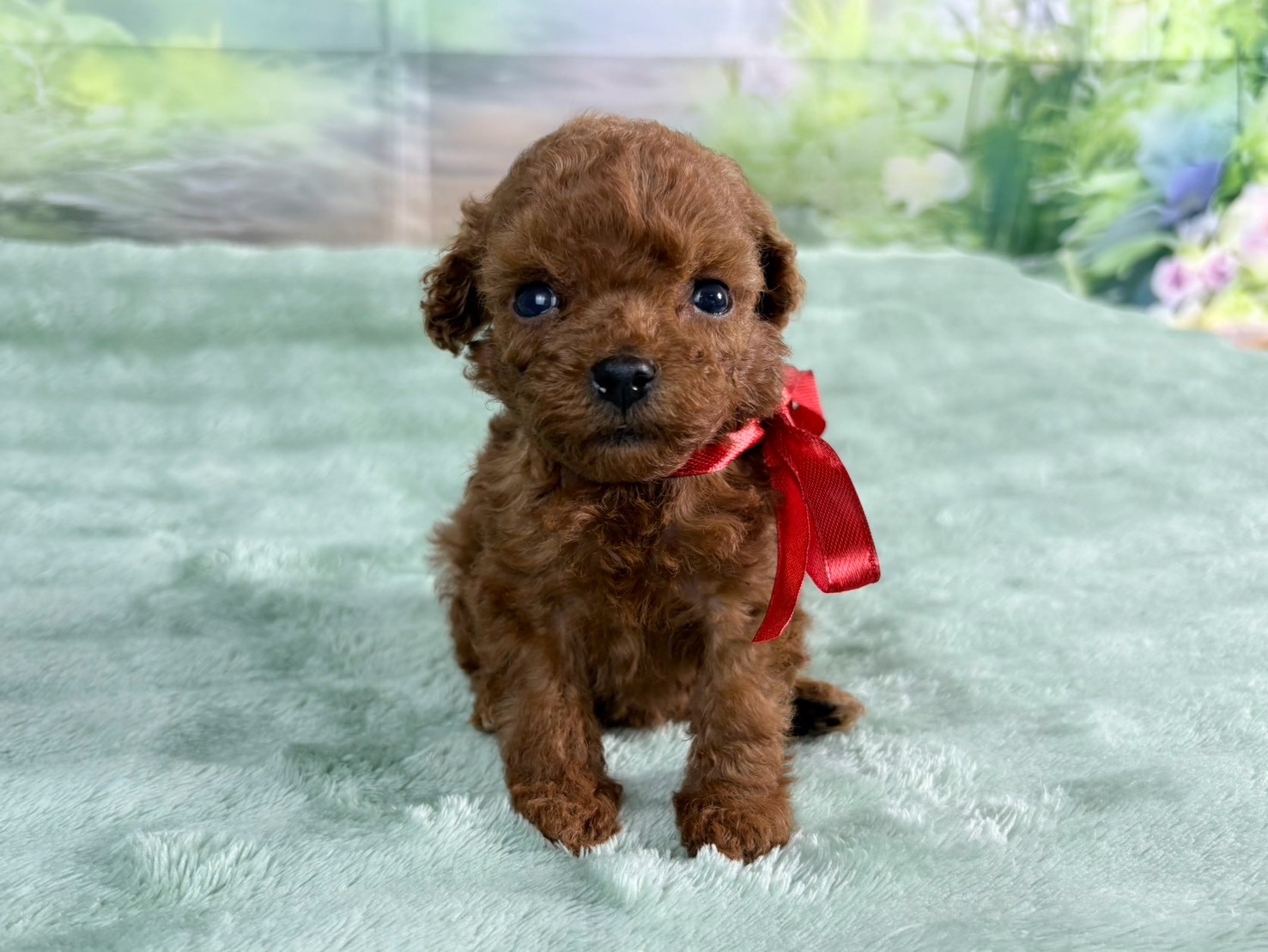 トイ・プードルの子犬（メス♀） 福井店 No.00768930｜ペットショップ