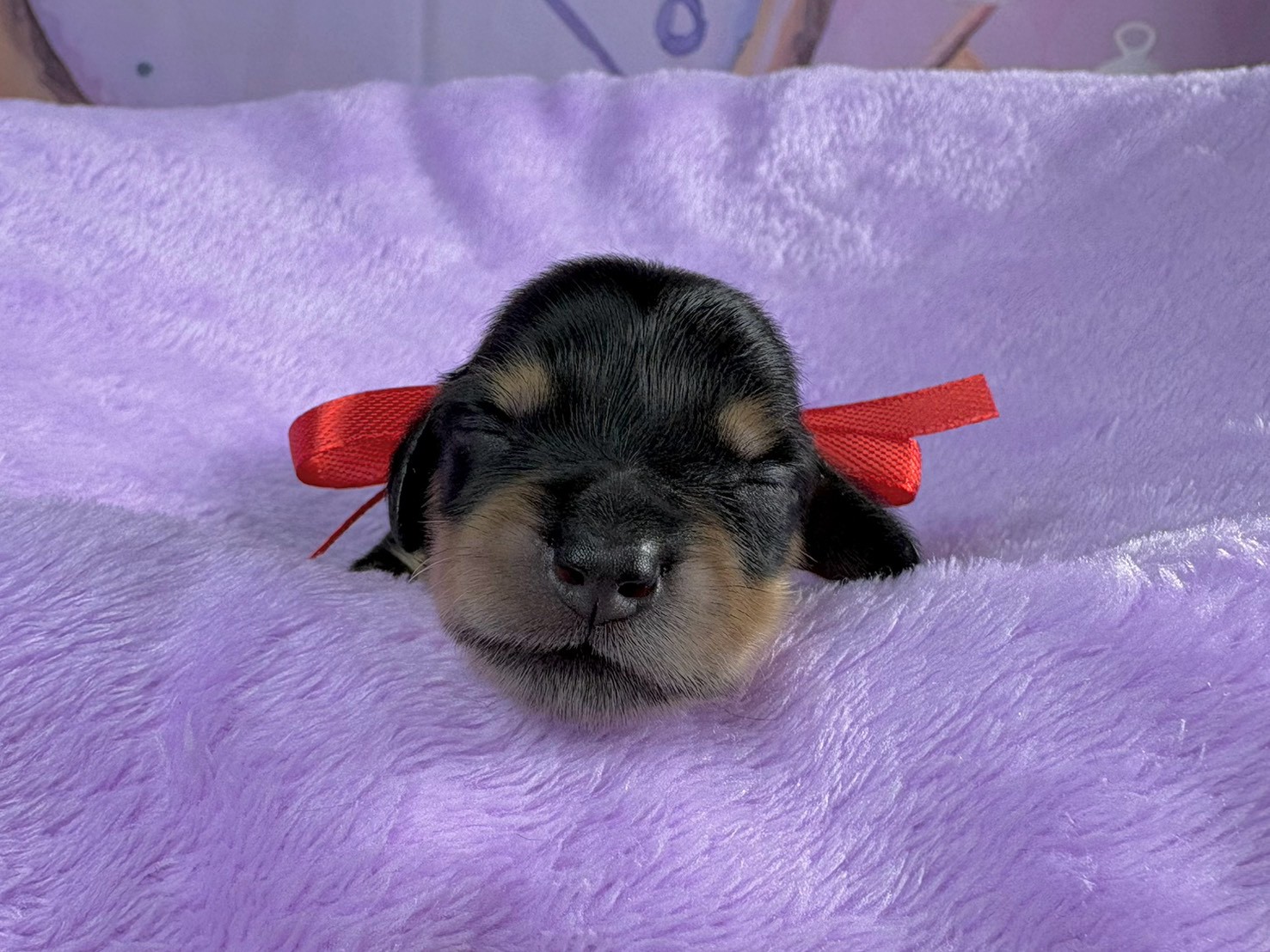ミニチュア・ダックスフンド