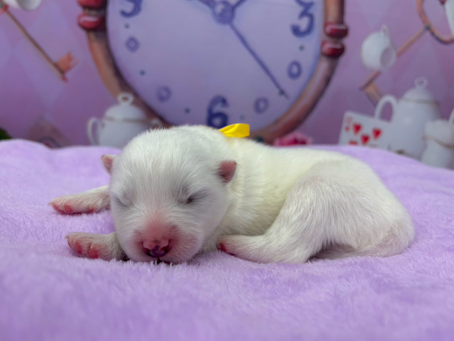 赤ちゃん写真1-2