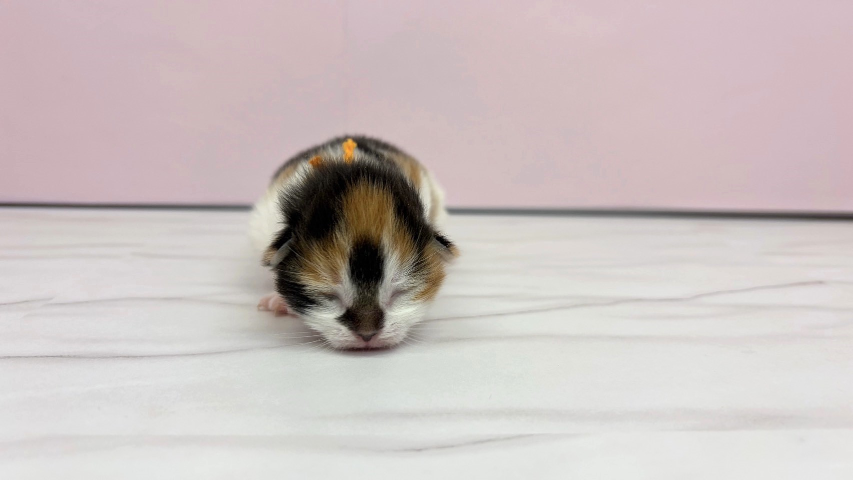 ノルウェージャン・フォレストキャット