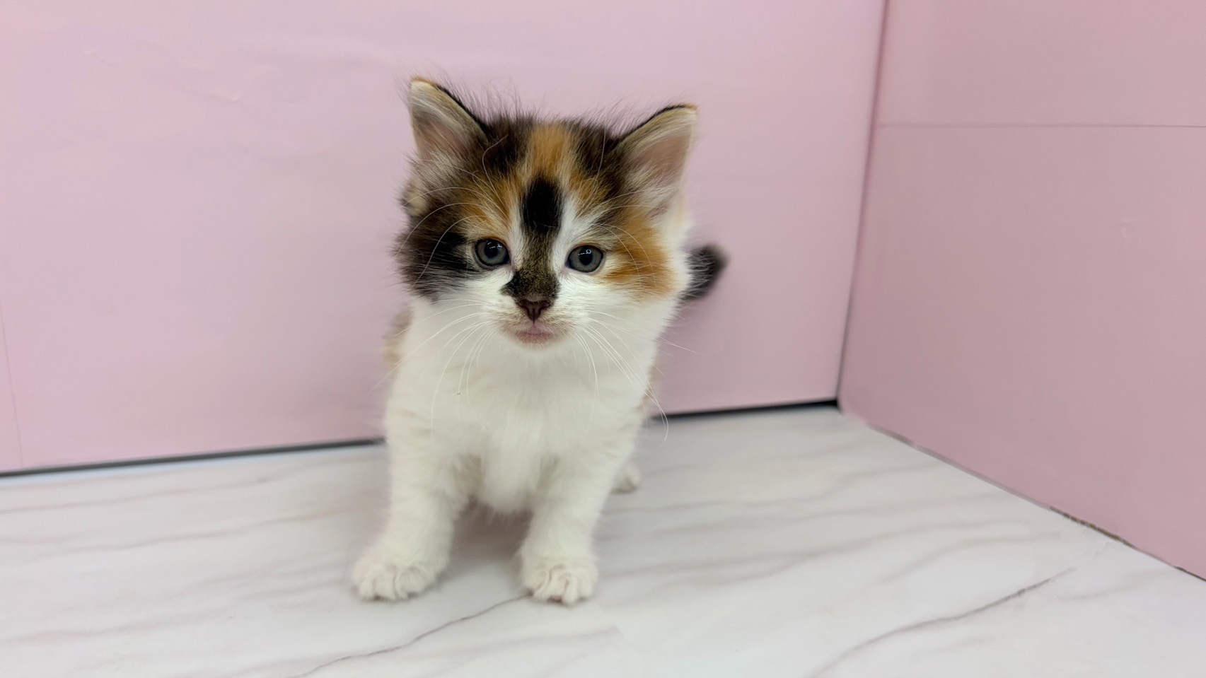 ノルウェージャン・フォレストキャット