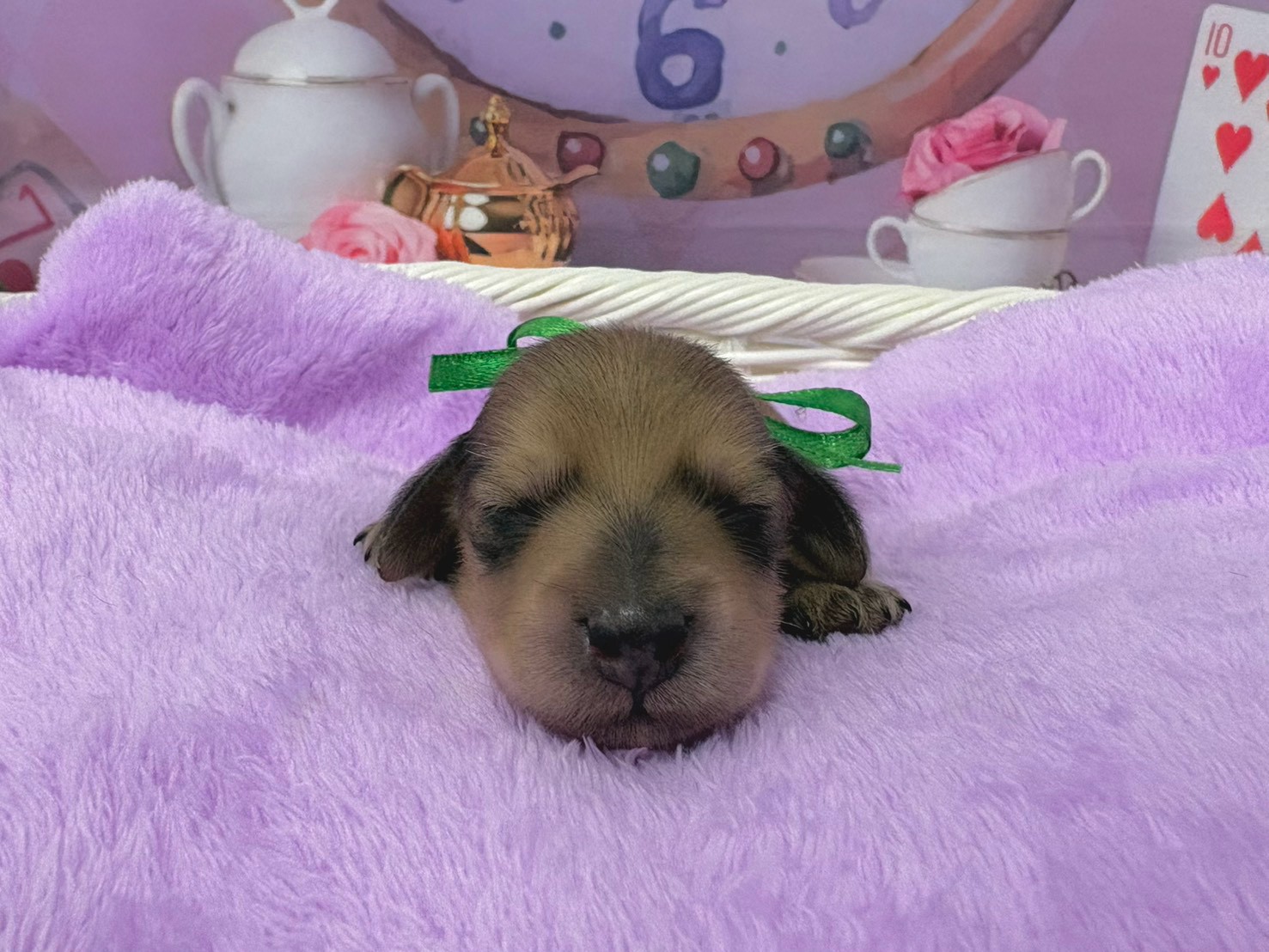 カニンヘンダックスフンド