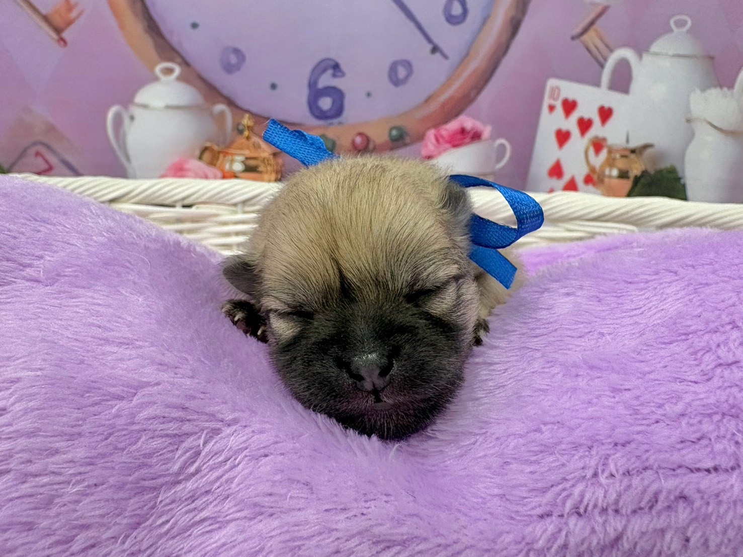 ポメラニアン