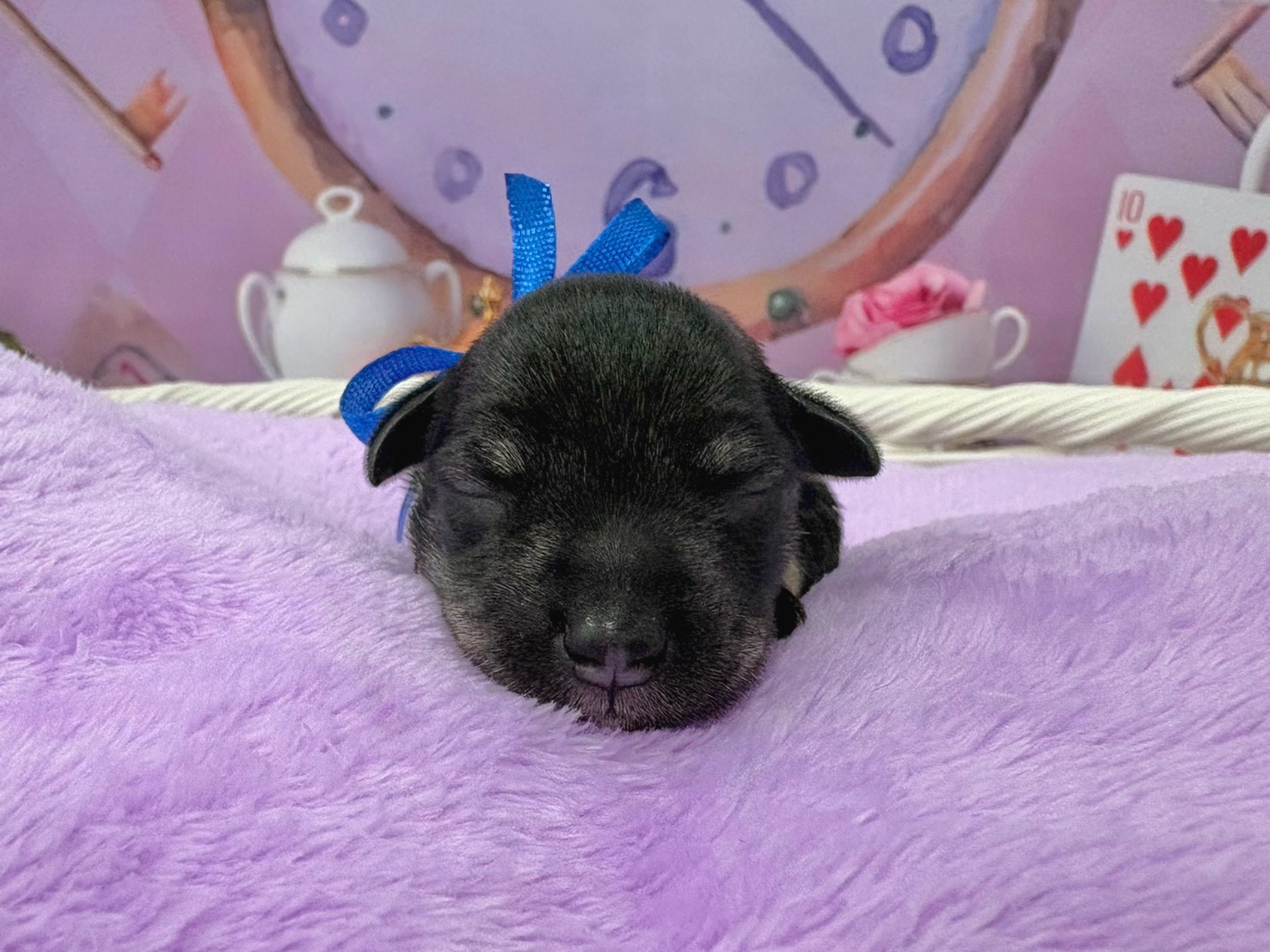 ミニチュア・シュナウザー