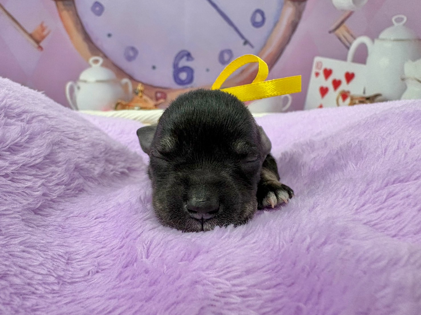 ミニチュア・シュナウザー