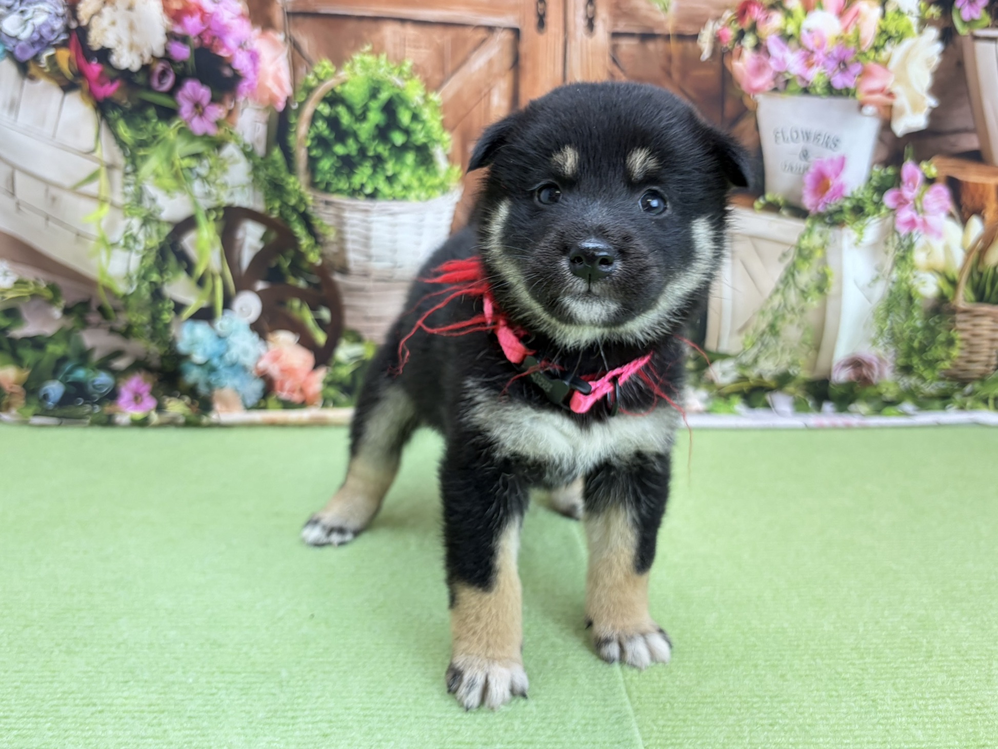 柴犬
