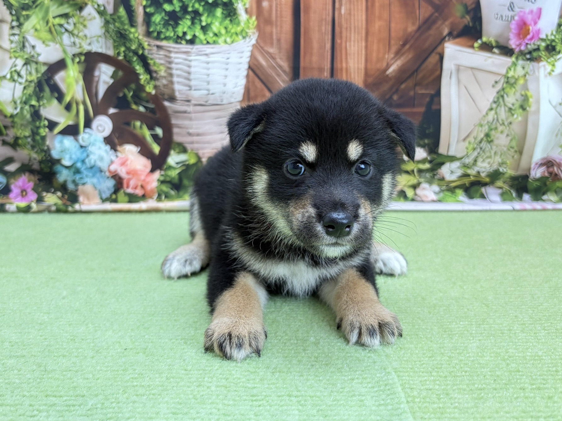 柴犬