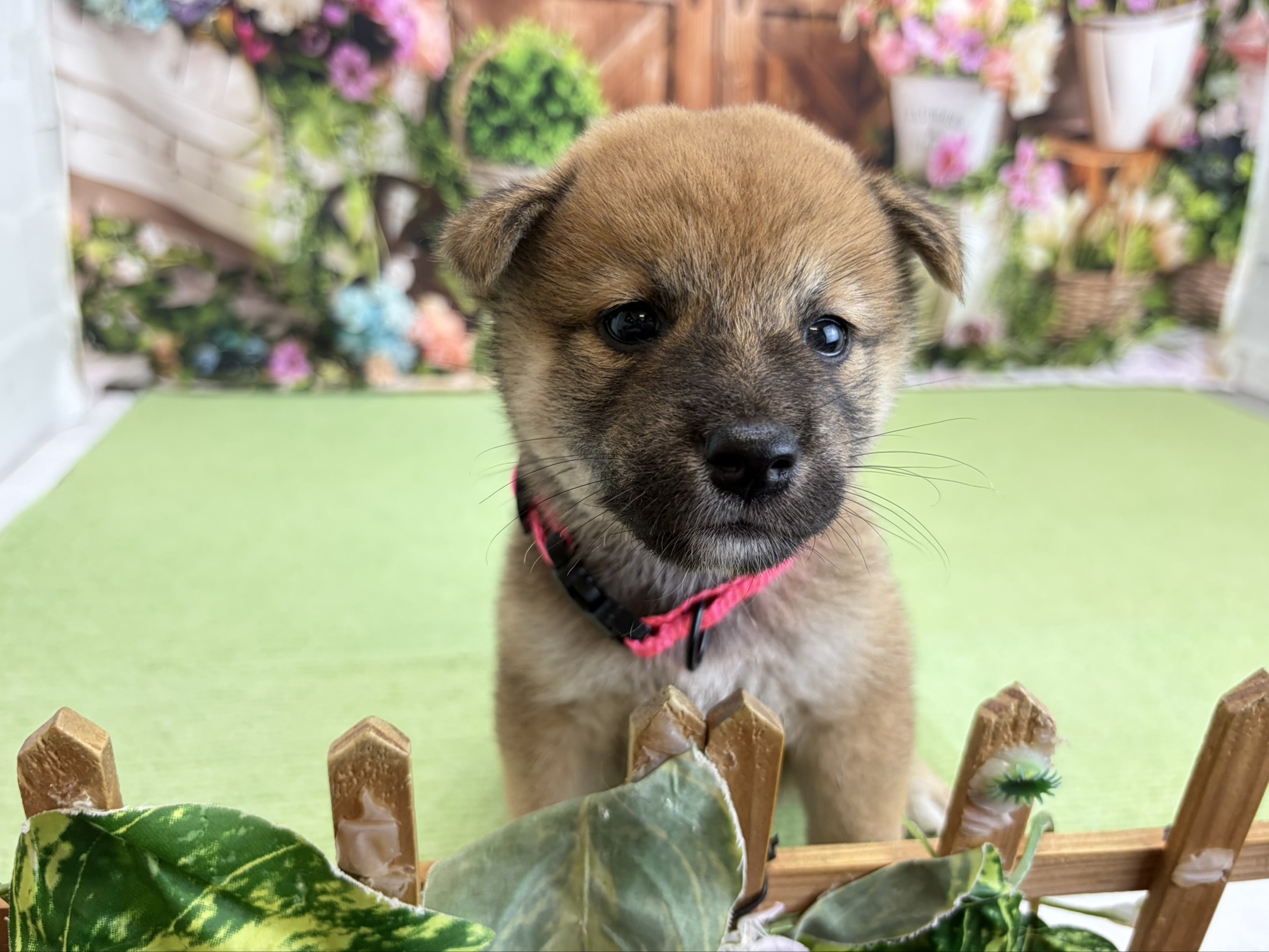 柴犬