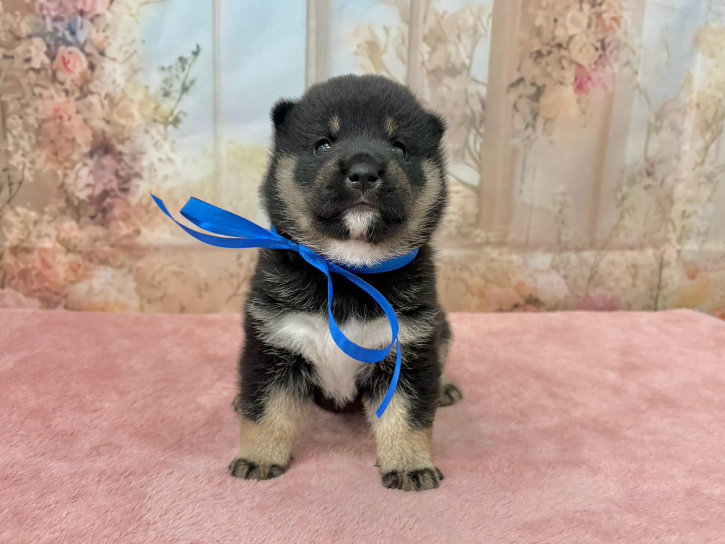 柴犬