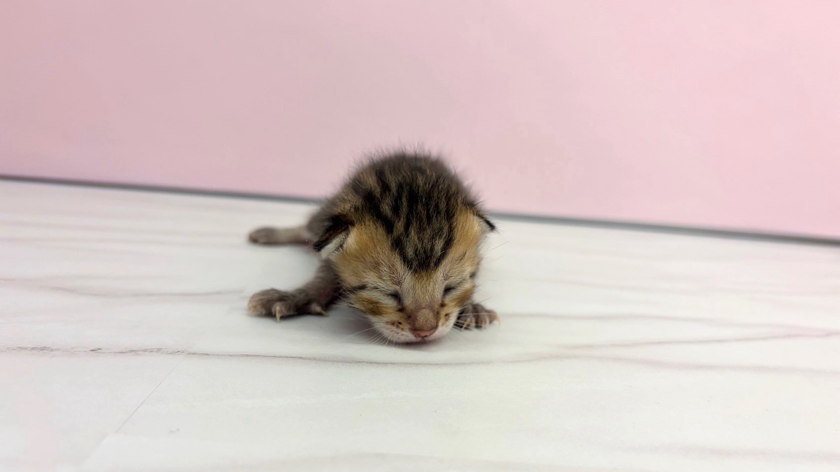 ジェネッタ
