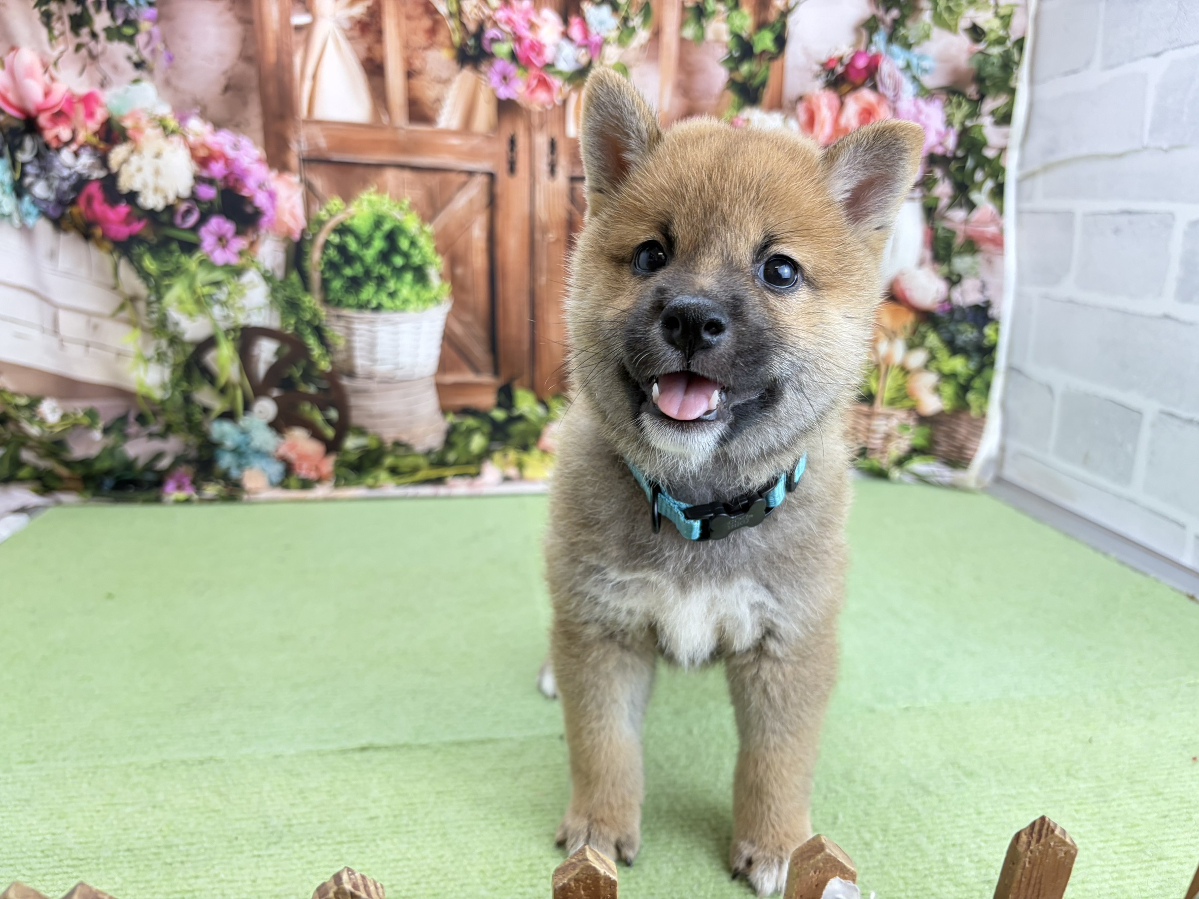 柴犬