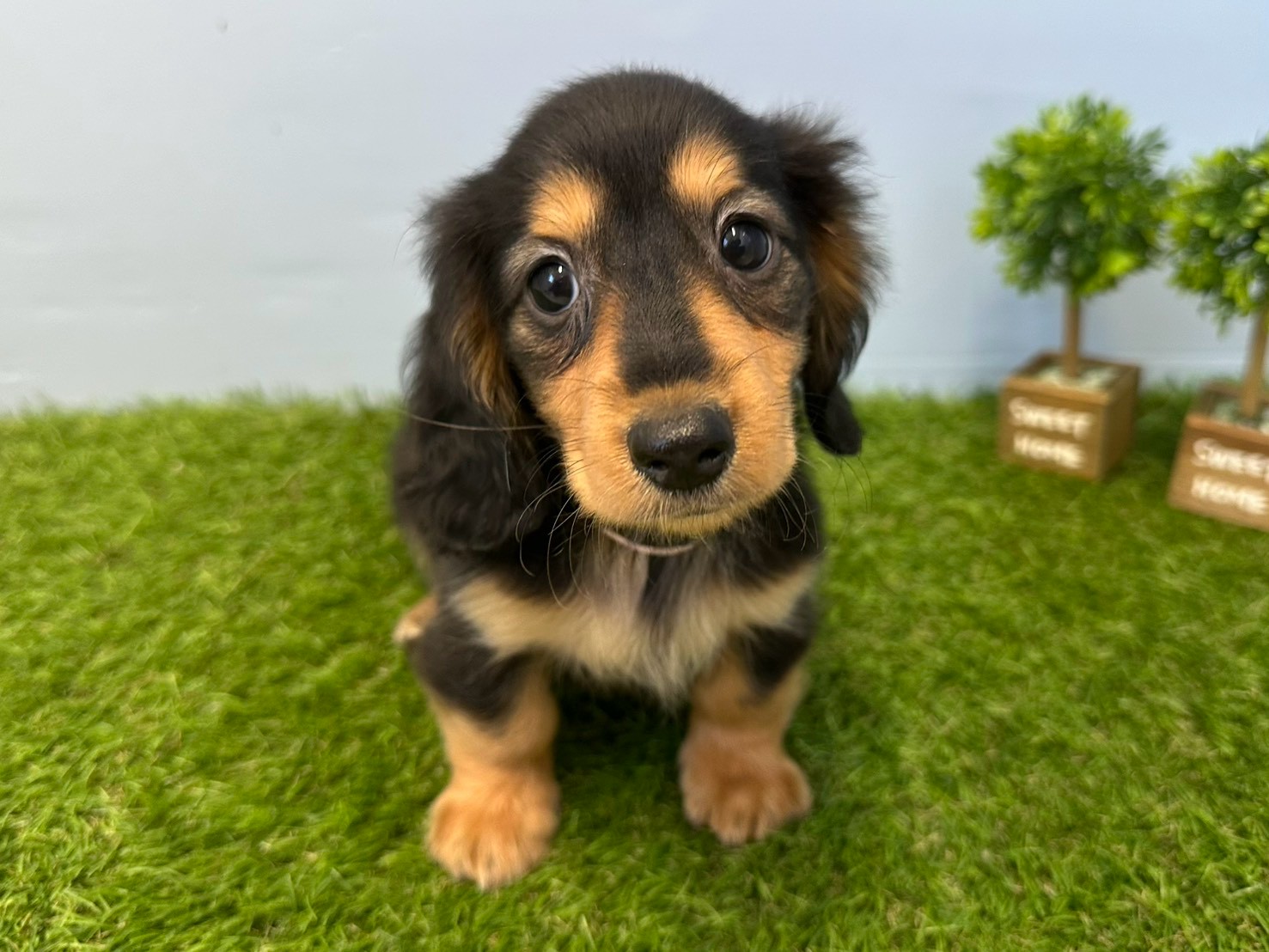 ミニチュア・ダックスフンド