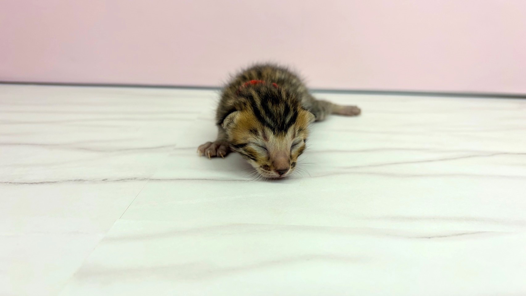 ベンガル