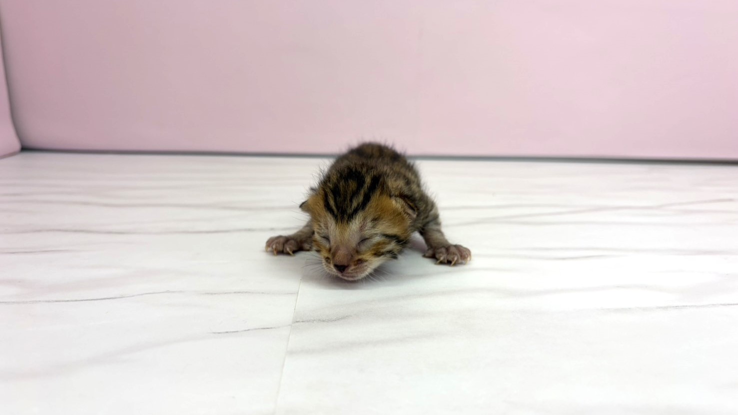 ベンガル