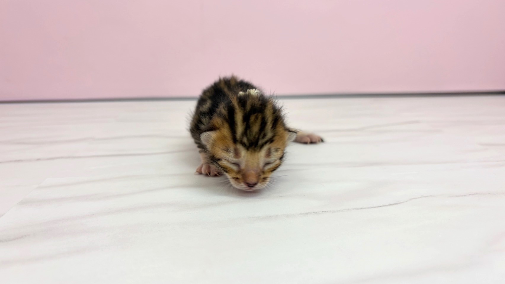 ベンガル