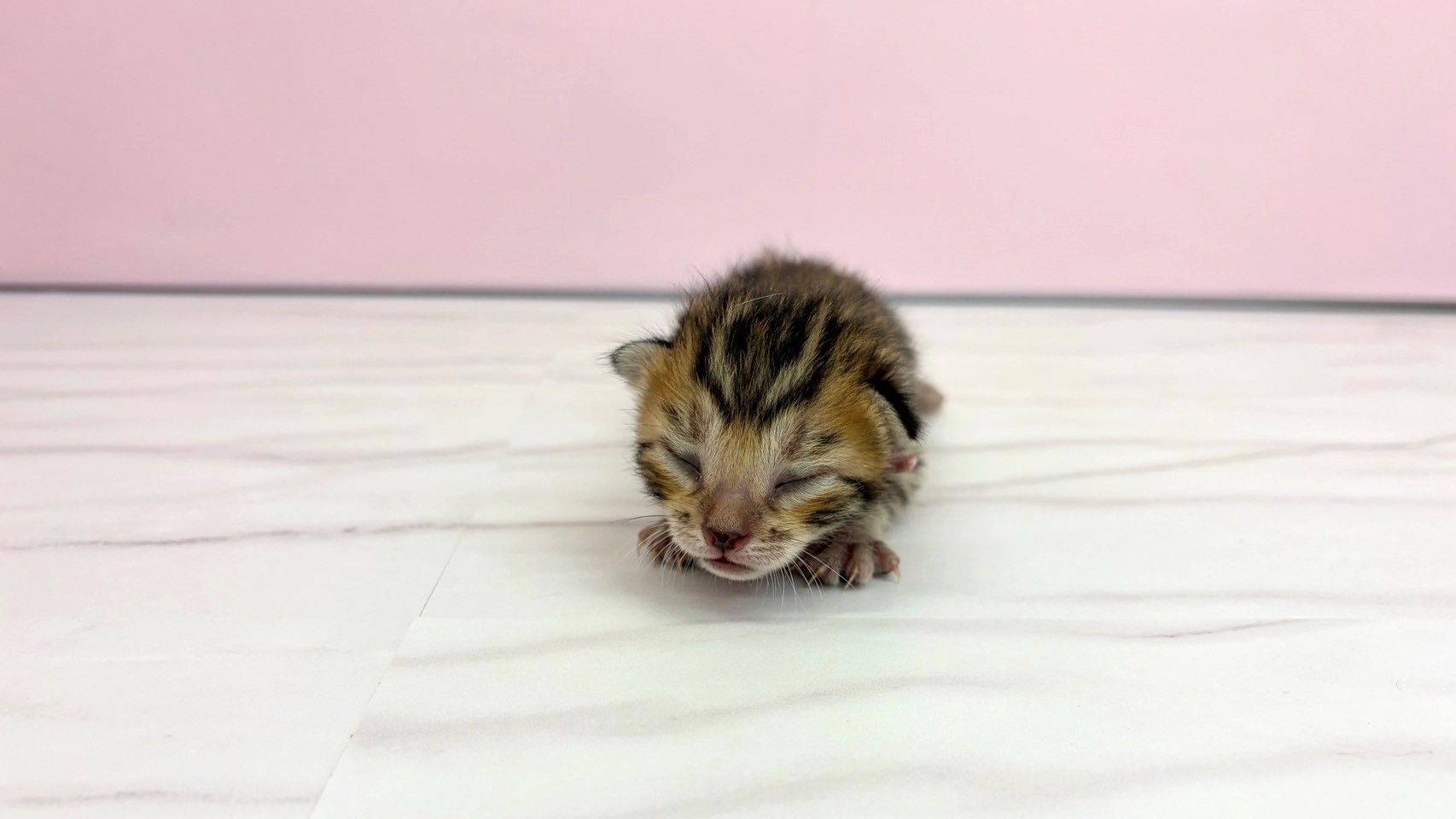ベンガル