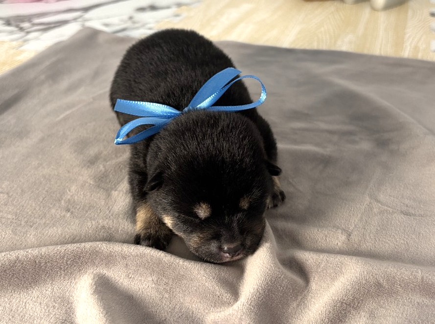 柴犬