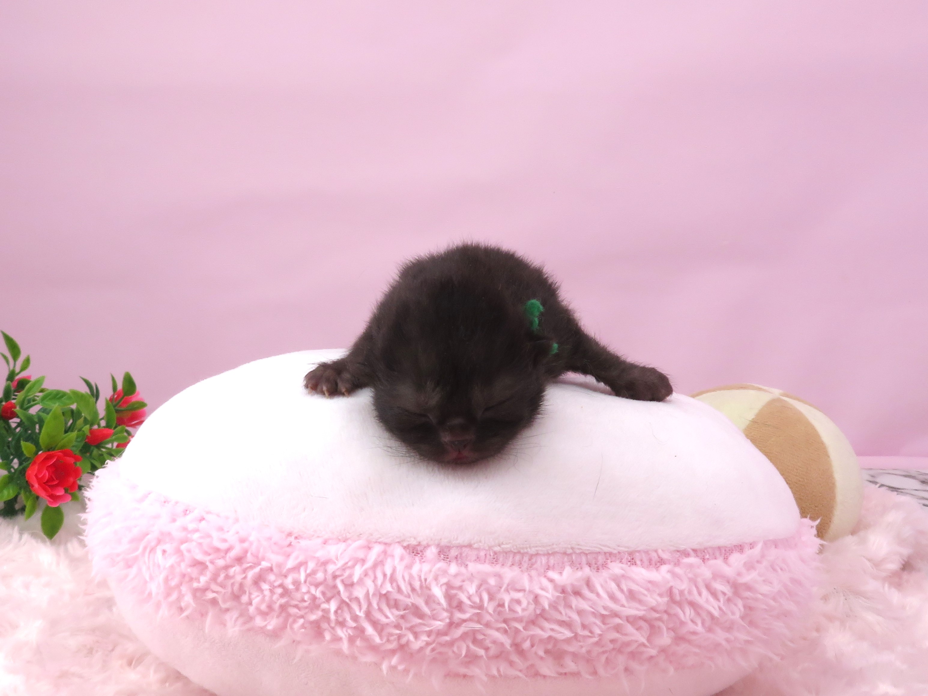 ブリティッシュショートヘアー