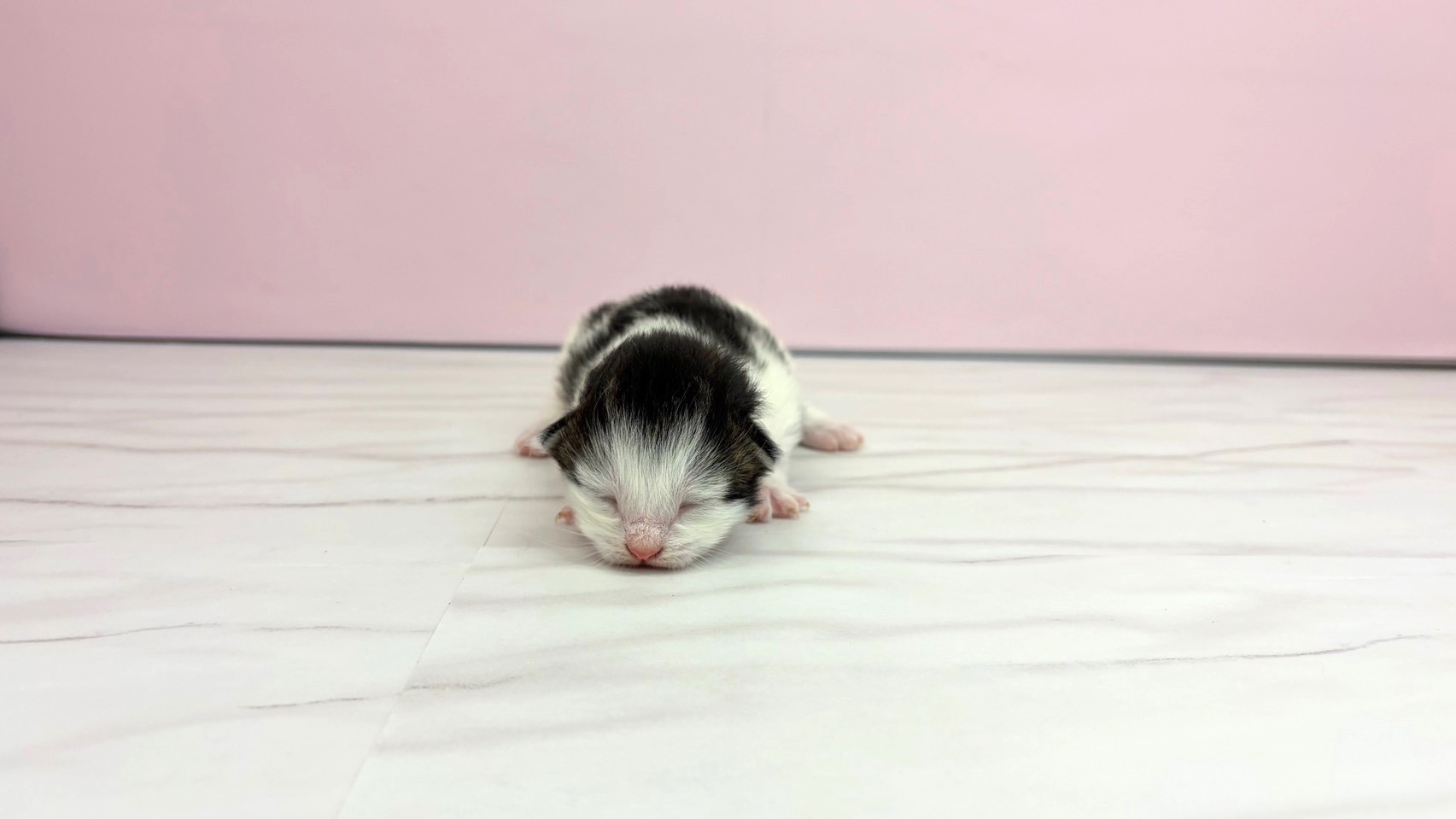 ノルウェージャン・フォレストキャット