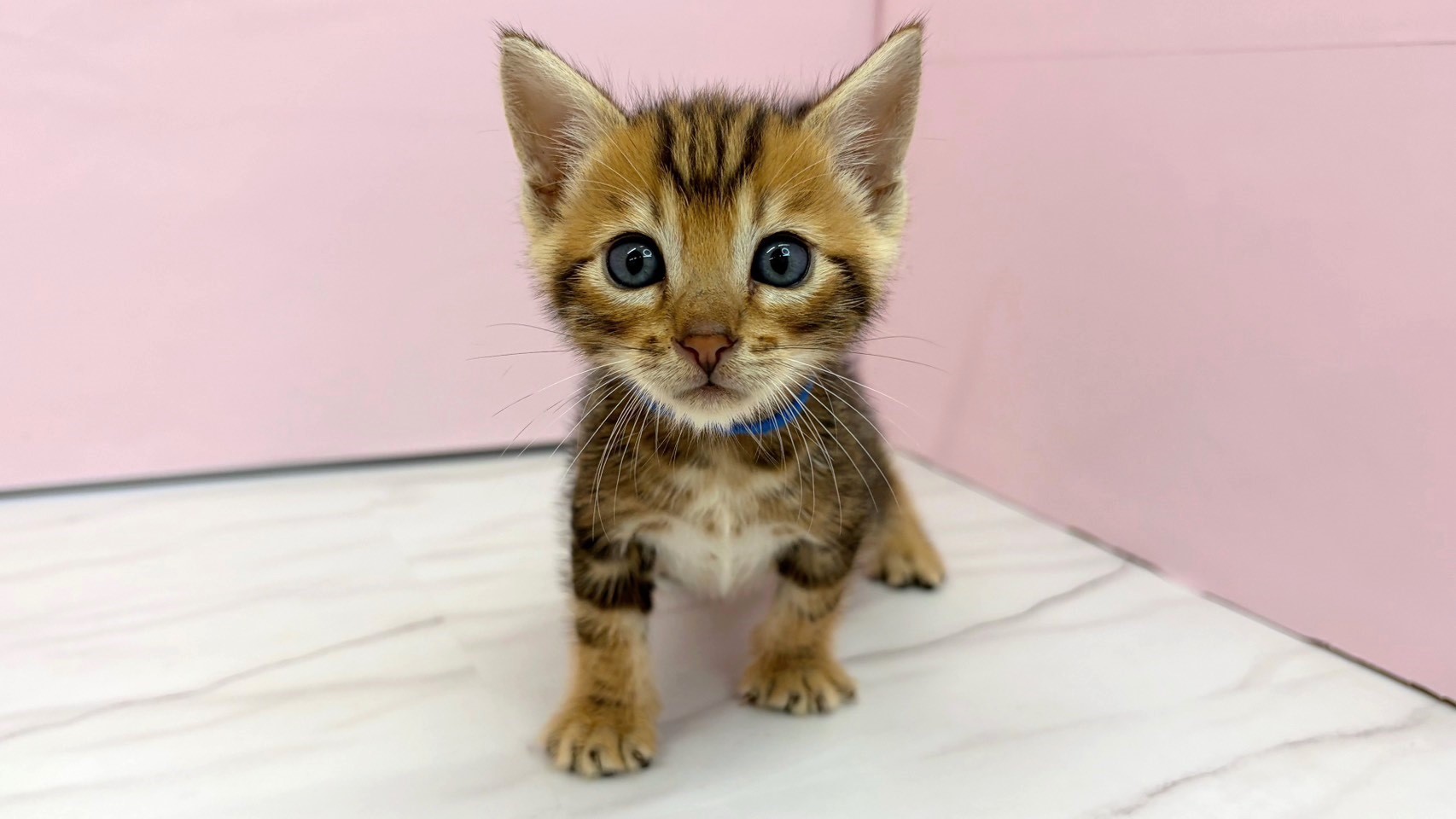 ベンガル