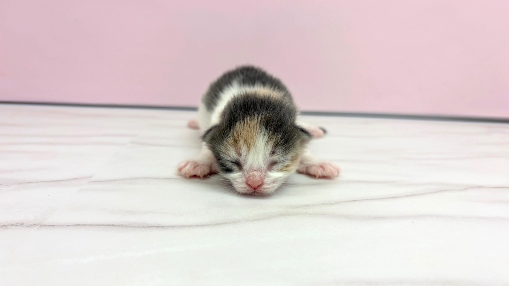 ノルウェージャン・フォレストキャット