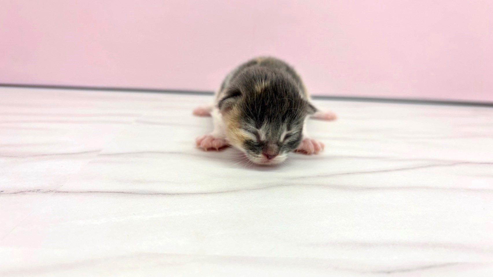 ノルウェージャン・フォレストキャット