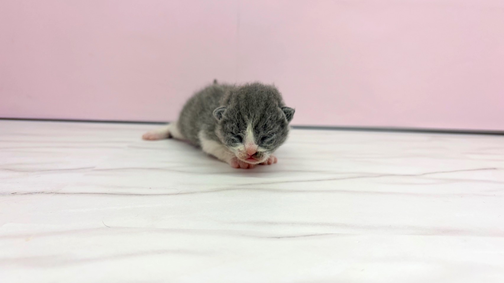 セルカークレックス