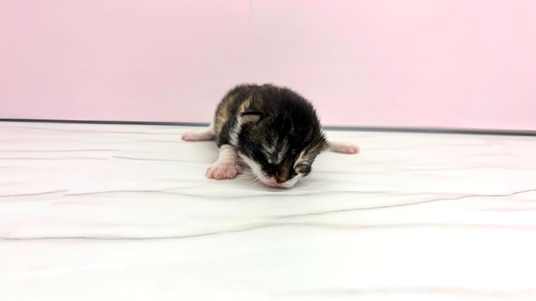 ノルウェージャン・フォレストキャット