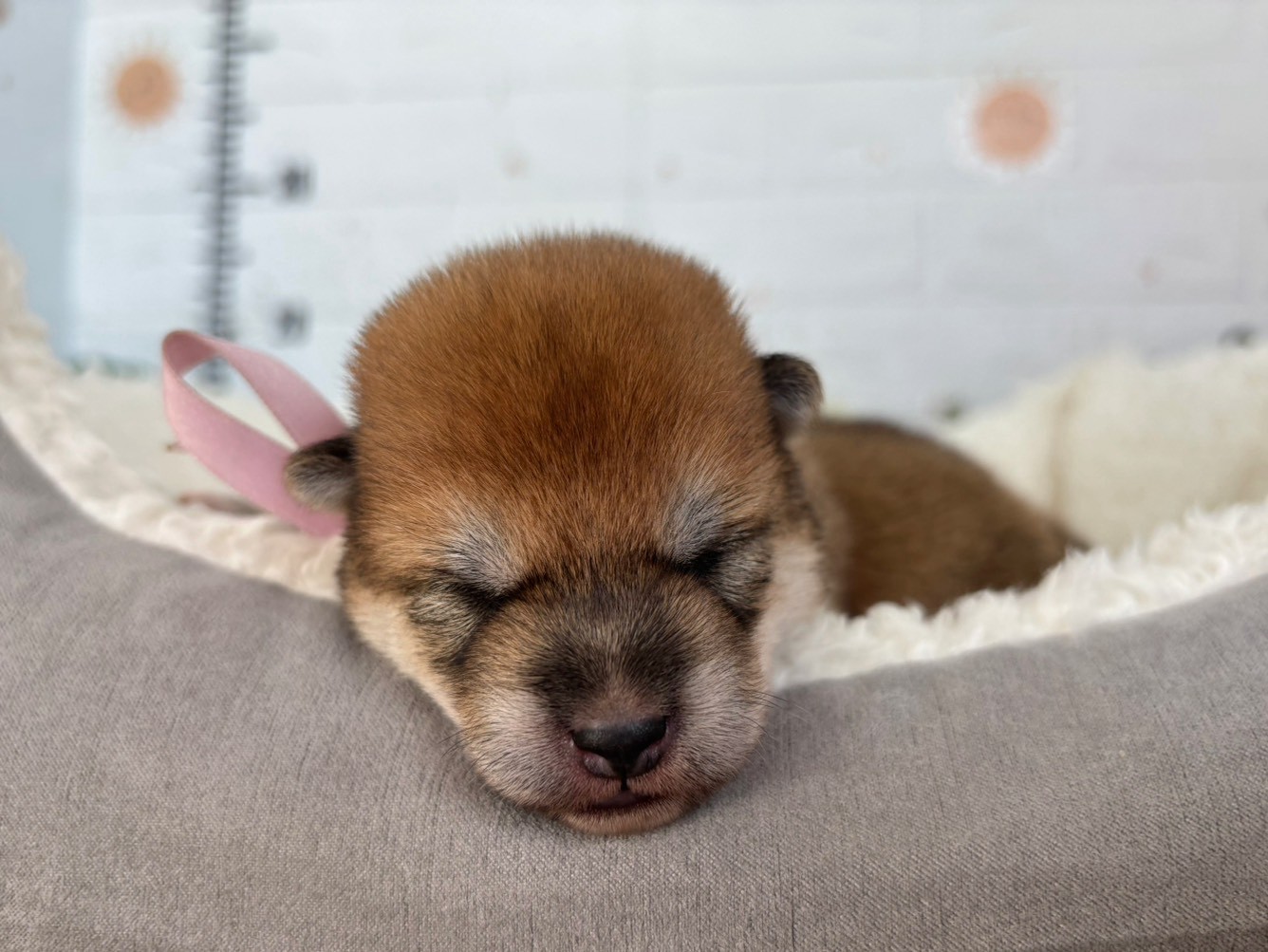 柴犬