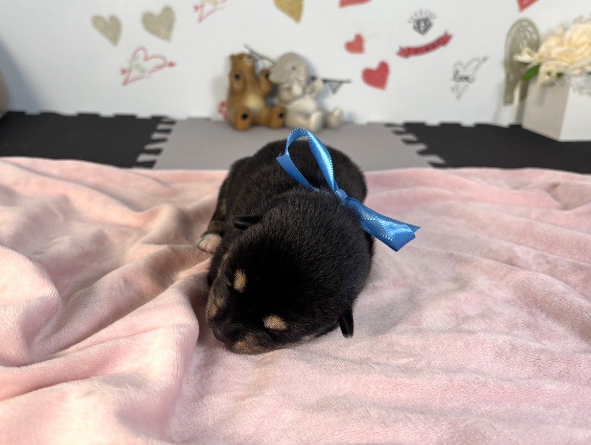 柴犬