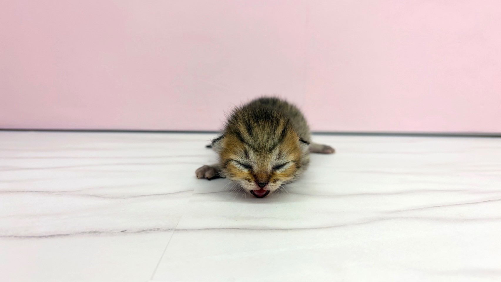 ミヌエット