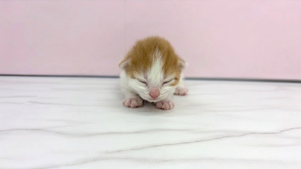 ノルウェージャン・フォレストキャット