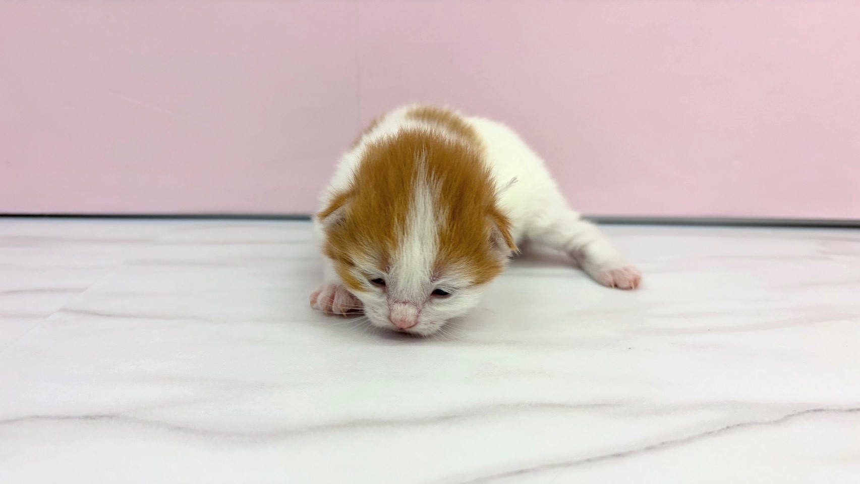 ノルウェージャン・フォレストキャット