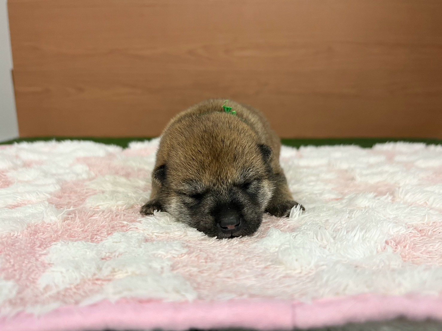 柴犬